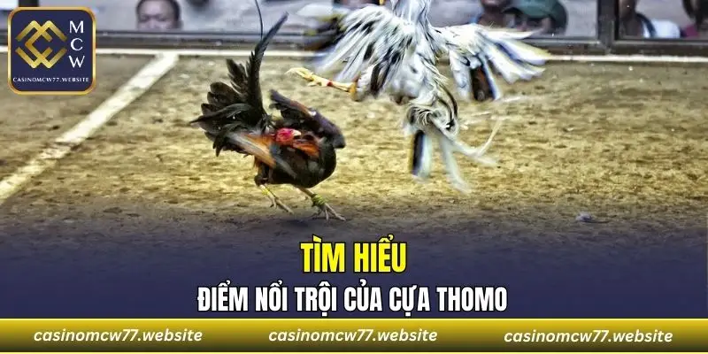 Tìm hiểu điểm nổi trội của cựa Thomo