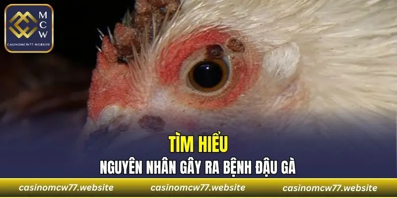 Tìm hiểu nguyên nhân gây ra bệnh đậu gà