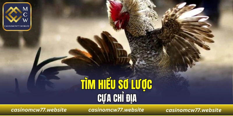 Tìm hiểu sơ lược về cựa chỉ địa