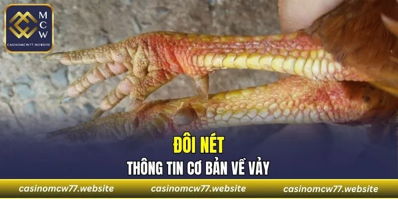 Tìm hiểu thông tin về loại vảy