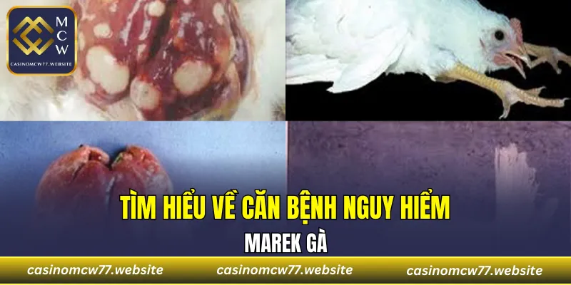 Tìm hiểu về căn bệnh Marek gà nguy hiểm