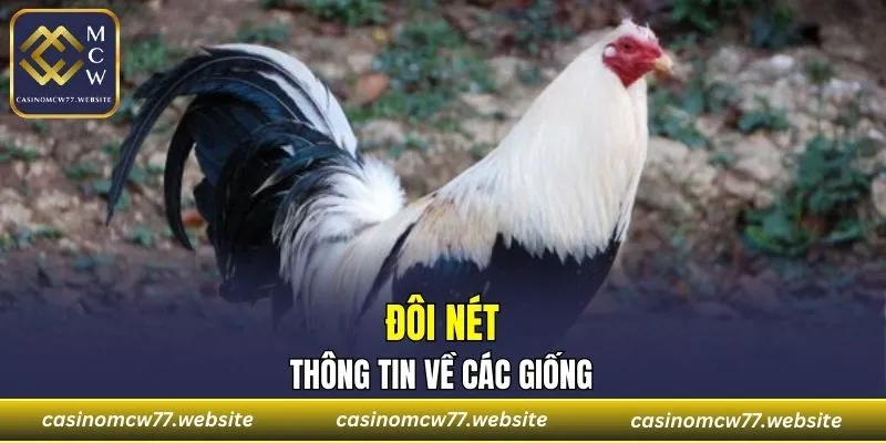 Tìm hiểu về nguồn gốc
