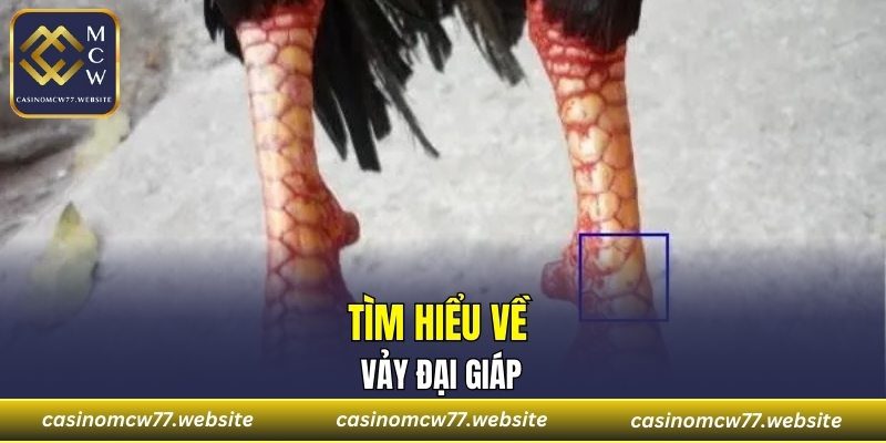 Tìm hiểu về Vảy Đại Giáp