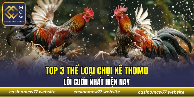 Tổng hợp các hình thức chọi kê Thomo nổi bật