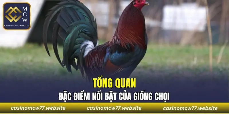 Tổng quan đặc điểm nổi bật của giống chọi