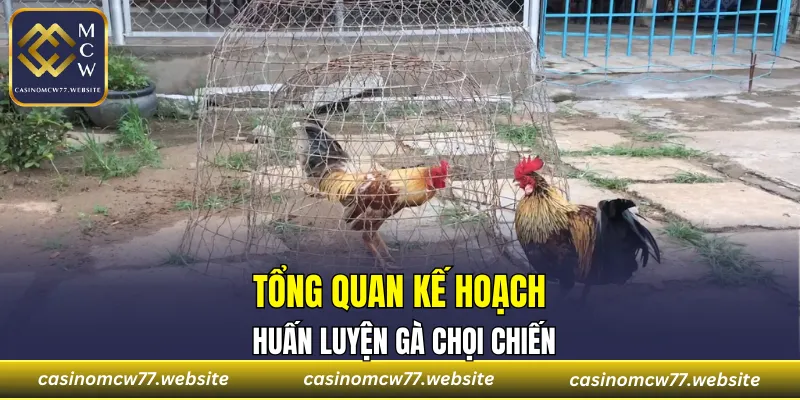 Tổng quan kế hoạch huấn luyện gà chọi chiến