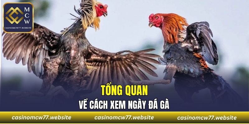 Tổng quan về cách xem ngày đá gà