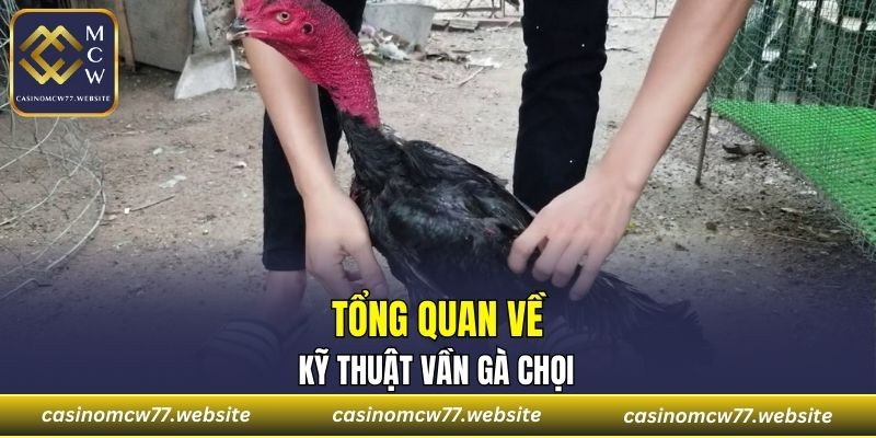 Tổng quan về kỹ thuật vần gà chọi