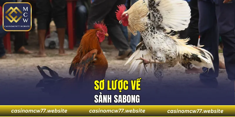 Tổng quan về sảnh Sabong thú vị