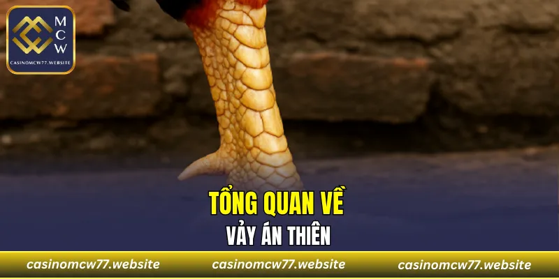 Tổng quan về vảy Án Thiên