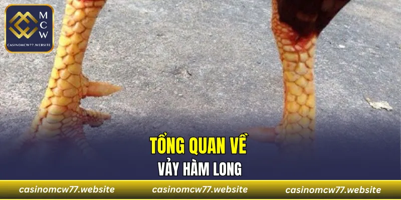 Tổng quan về vảy hàm long