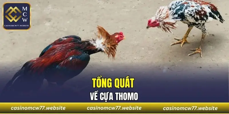 Tổng quát về cựa Thomo