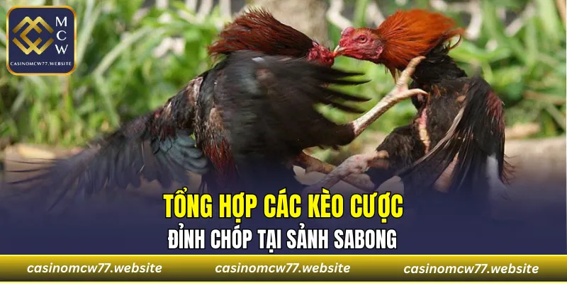 Top 3 cửa cược đá gà xanh chín