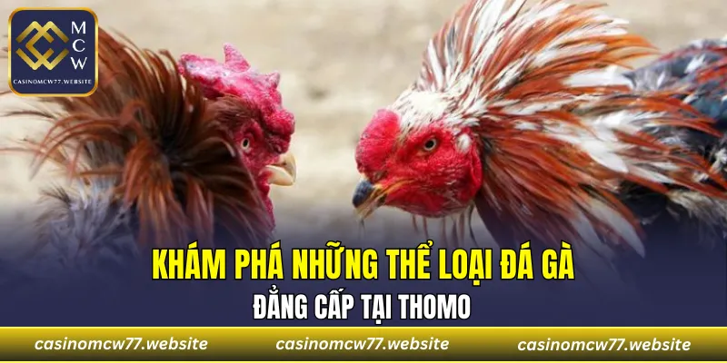 Top 3 cửa cược nổi bật tại sảnh Thomo