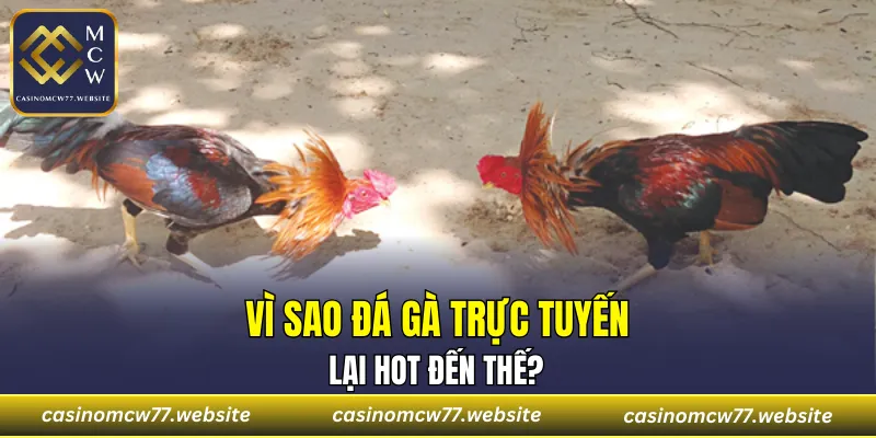 Trải nghiệm đá gà trực tuyến cực đã chỉ với điện thoại