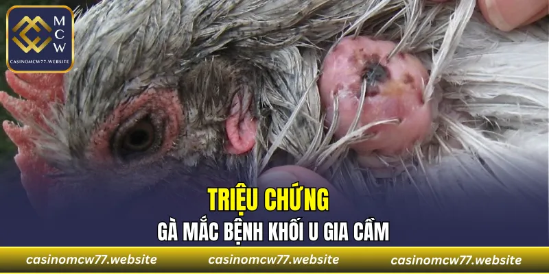 Triệu chứng gà mắc bệnh khối u gia cầm