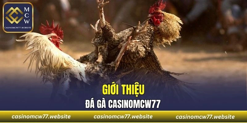 Vài nét sơ lược về đá gà CASINOMCW77