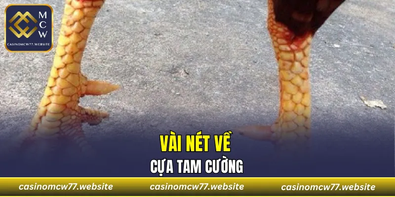Vài nét về cựa tam cường