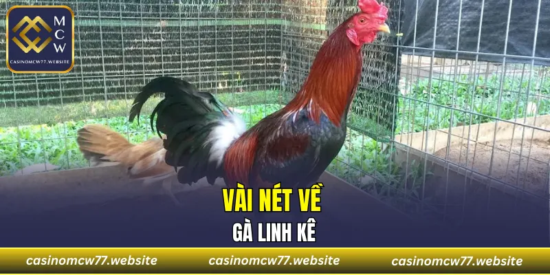 Vài nét về gà linh kê