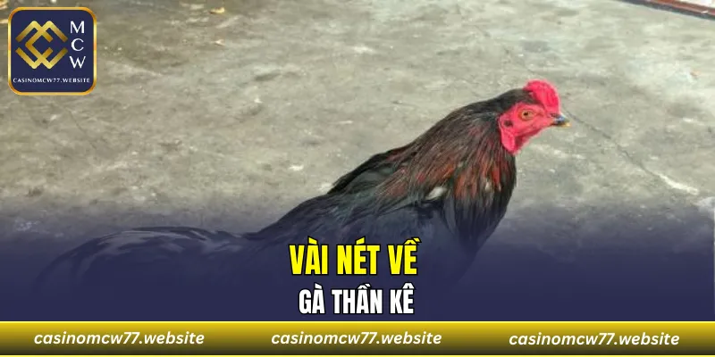 Vài nét về gà thần kê
