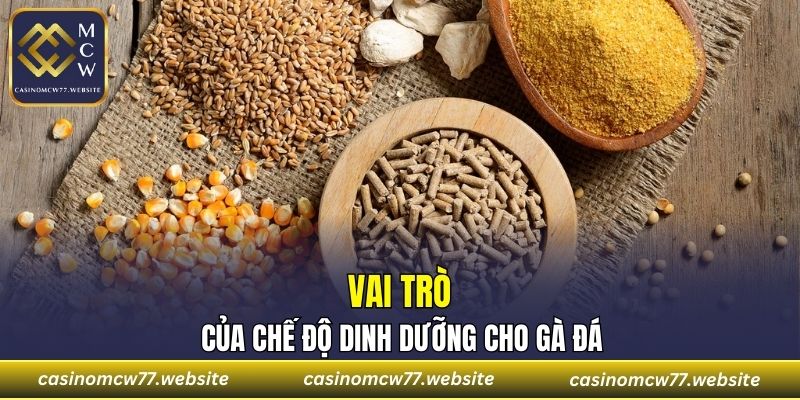 Vai trò của chế độ dinh dưỡng cho gà đá