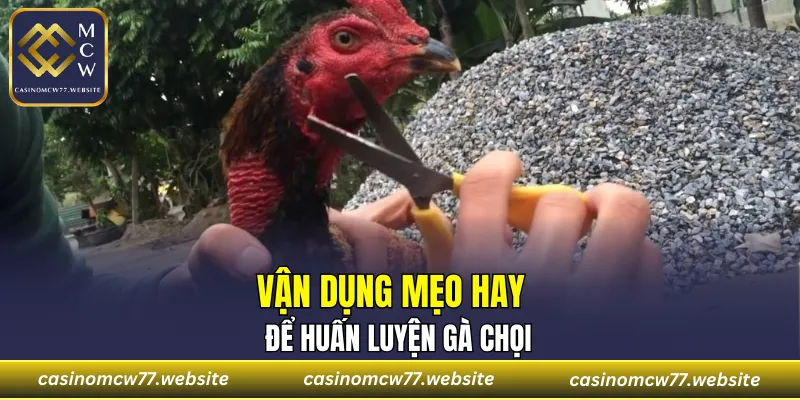 Vận dụng mẹo hay để huấn luyện gà chọi