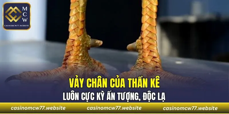 Vảy chân của thần kê luôn cực kỳ ấn tượng, độc lạ