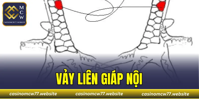 Vảy Liên Giáp Nội