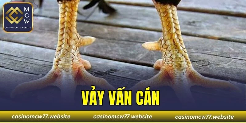 Vảy Vấn Cán