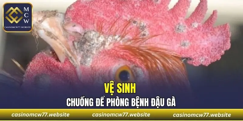 Vệ sinh chuồng để phòng bệnh đậu gà