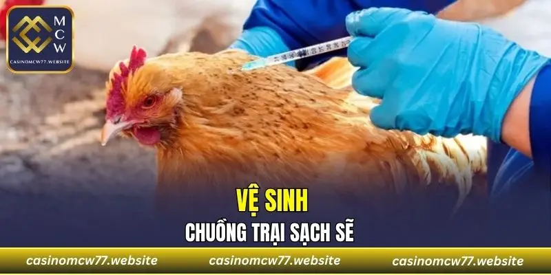 Vệ sinh chuồng để phòng bệnh thương hàn gà