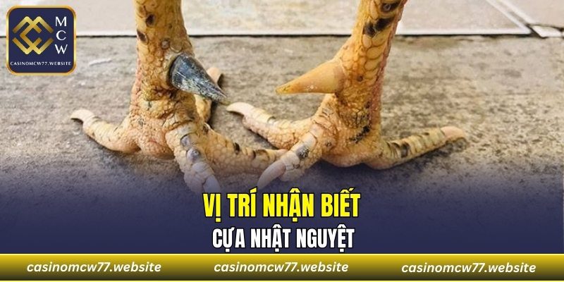 Vị trí nhận biết Cựa Nhật Nguyệt