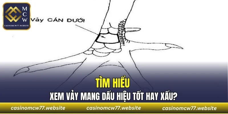 Vị trí vảy xuất hiện trên chân rất quan trọng
