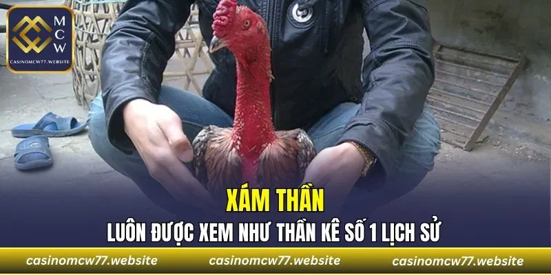 Xám Thần luôn được xem như thần kê số 1 lịch sử
